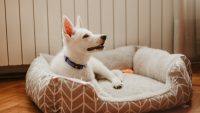 How to clean your dog’s bed