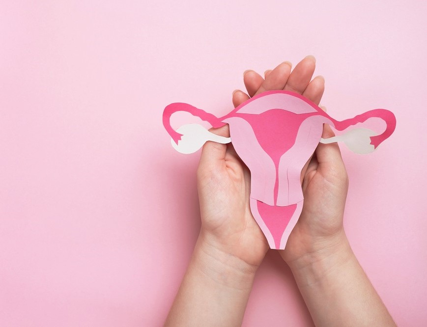 Woman hands holding decorative model uterus on pink background.