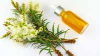 The benefits of tea tree oil