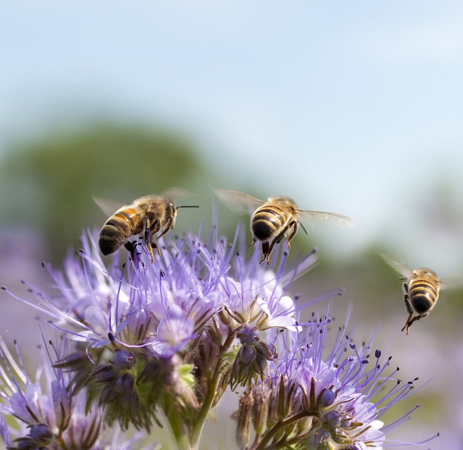 bees on top of flowers 